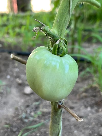 This media file is a close-up, eye-level shot of a single, unripe green tomato growing on its vine. The tomato is round and smooth, with a slightly oblong shape. It is attached to a thick, fuzzy green stem, which shows signs of growth and possibly some damage or wilting on smaller appendages. The background is blurred, but appears to be an outdoor garden setting with soil and green foliage. The lighting suggests it is daytime, likely morning or late afternoon given the soft light and shadows. The overall mood is one of natural growth and anticipation, showcasing a stage in the life cycle of a tomato plant. There is no visible text in the image. The location context is Belashtitsa, Bulgaria.