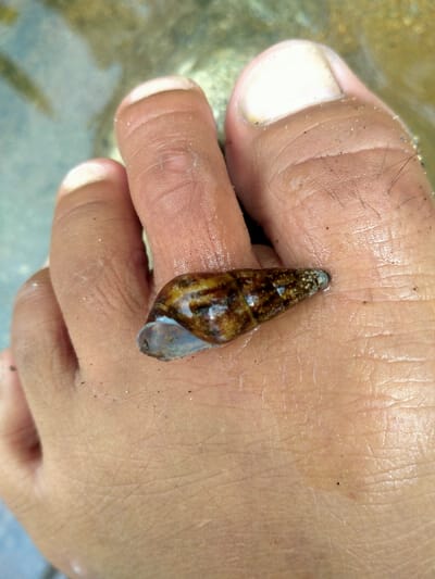 A close-up image shows a brown snail shell resting on the top of a person’s left foot in Sambirejo, Indonesia, located at -7.511 latitude and 111.102 longitude. The snail is lying on the top of the foot, with the shell facing the camera. The snail is mostly brown with a light brown stripe running along the center. The snail's shell is 1.5 inches in length. The person's foot is light-skinned and has fine hair growing on it. There is a small white spot visible on the top of the big toe. The foot appears to be wet. The environment is not fully visible.