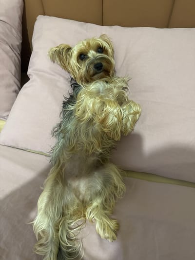 A small, long-haired dog lies on its back on a light pink cushion. The dog has brown and blond fur, with black markings around its nose and eyes. The cushion appears to be part of a couch, which is tan. The dog's legs are splayed out. There is no evidence to suggest the picture was taken in Cabo Frio, Brazil.