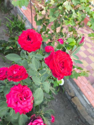 A cluster of vibrant red roses, some fully bloomed and others as buds, are the central focus of this outdoor scene. The roses exhibit deep red petals, with some showing dark spots. They are surrounded by lush green foliage, indicative of a garden setting. In the background, a paved pathway with a diamond pattern of beige and reddish-brown tiles is visible, along with a low retaining wall constructed from bricks. The environment suggests a well-maintained garden area, possibly a private residence or a public park in Yuzhno-Sukhokumsk, Russia. There are no people or animals present in the image. The lighting appears to be natural daylight.