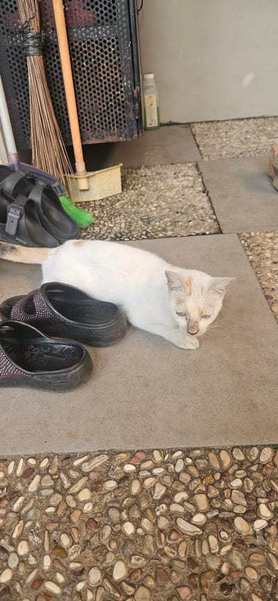A white cat with light orange markings on its head and tail is lying on a concrete tiled surface. The cat is in the foreground, with its head resting on its paws and its eyes partially closed. Next to the cat, on its left, are two black slip-on sandals. In the background, to the left of the cat, a broom with a wooden handle and a yellow dustpan are leaning against a large, black, perforated metal object. Behind this object, a beige wall is visible. The ground is covered with concrete tiles and a border of small, multi-colored pebbles. The scene appears to be an outdoor area, possibly a patio or walkway, in the city of Bekasi, Indonesia.