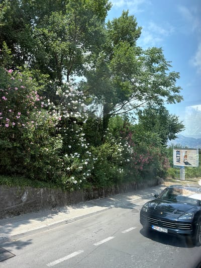 This media file depicts a sunlit outdoor scene with lush greenery and a road. The primary subjects include a dark-colored SUV, likely a Porsche Cayenne, parked on the right side of a paved road. The car's license plate is visible and reads "PG JL760". To the left of the road, there is a dense arrangement of trees and flowering bushes, with abundant white and pink blossoms. A concrete barrier separates the road from a vegetated embankment. In the background, a billboard with text and an image is visible, along with distant mountains under a partly cloudy blue sky. The time of day appears to be daytime, with strong sunlight casting shadows. The overall setting suggests a roadside view in a naturally abundant area, possibly a coastal or mountainous region. The image is shot from a slightly elevated perspective, possibly from within a vehicle, looking towards the side. There are no people visible in the frame. The billboard text is partially obscured, but the word "ALTER" is clearly legible.