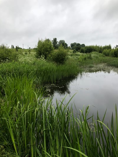 A body of water, likely a pond or slow-moving stream, is bordered by dense green reeds and other vegetation. The water's surface is calm and reflects the overcast sky. Further inland, a grassy slope is visible, dotted with bushes and trees. A utility pole with wires can be seen in the distance on the left. The overall environment appears rural or semi-rural, with abundant plant life under a cloudy sky. The image is a landscape photograph, likely taken in Zhukovo, Russia, given the context.