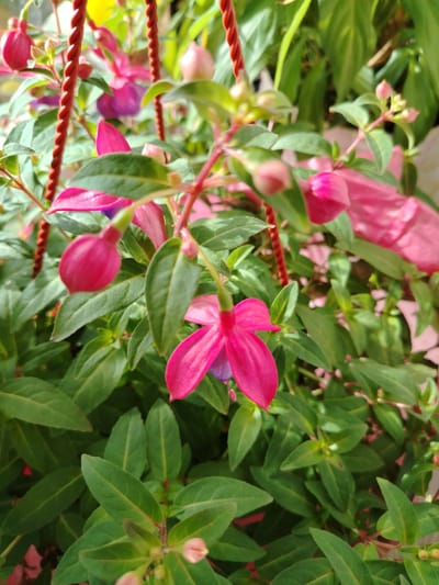 This is a close-up, eye-level shot of fuchsia flowers and foliage. The flowers are predominantly bright pink with some purple accents. The leaves are a deep green and appear healthy. Two red twisted wires are visible in the foreground, likely part of a hanging basket or planter. The background is blurred, showing hints of more greenery and possibly other flowers. The scene is brightly lit, suggesting it was taken outdoors during the daytime. There are no people or animals in the image, and no indication of the specific location within Kimry, Russia.