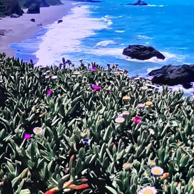 A coastal scene features a dense ground cover of succulent plants with small, bright flowers in shades of pink, purple, and yellow. The plants are in the foreground and extend to the middle ground, obscuring much of the beach and ocean. In the background, a sandy beach meets the turquoise ocean, where white waves are breaking. Several dark, rocky outcrops are visible in the water. The sky is not visible in the frame. The image is not identifiable as being from Sambir, Ukraine, as Sambir is a landlocked city.