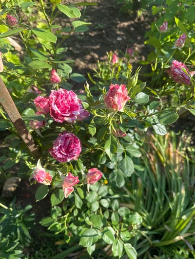This eye-level shot captures a vibrant cluster of roses in a garden in Rogozen, Bulgaria, bathed in bright sunlight. The primary subjects are several roses and rose buds, distinguished by their striking variegated petals in shades of deep pink and white stripes. Two prominent, fully-opened blooms are visible in the lower center and mid-right, showcasing intricate patterns on their petals. Surrounding these are numerous smaller rose buds, also displaying the distinctive striped coloring, along with fresh green foliage belonging to the rose bushes.
The overall scene is a flourishing garden, with a mix of leafy green plants and some longer, grass-like vegetation visible in the background, particularly on the right side. Dappled sunlight creates clear shadows on the leaves and the dark soil beneath the plants, indicating a sunny daytime setting. A rusty, dark-colored metal bar or stake runs diagonally across the lower-middle portion of the image, partially obscured by the roses and foliage. The image conveys a sense of natural beauty and the freshness of a blooming garden. There is no visible text in the media file.