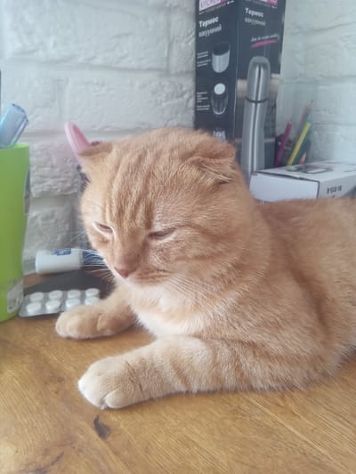 A ginger cat with folded ears is lying on a wooden surface. Behind the cat, on a white brick wall, are various items including a green container, a box with text in Cyrillic, a silver thermos, and colored pencils in a glass. A blister pack of white pills is visible on the wooden surface to the left of the cat. The overall scene appears to be indoors, possibly in a home or office environment. The image does not provide any specific information to determine its location in the city of Terebovlia, Ukraine.