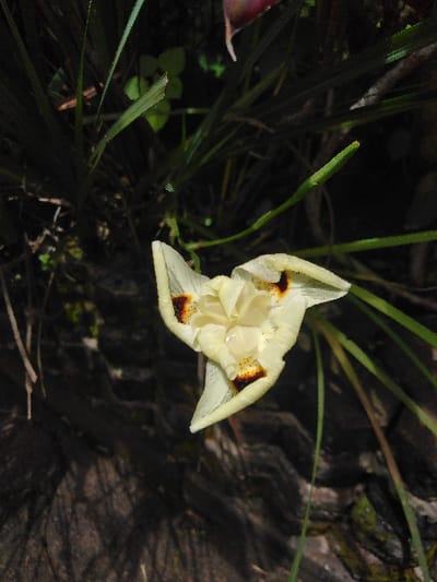 A close-up, top-down view captures a single, open flower with three prominent creamy-white petals, situated against a dark natural background in Ba Nwet Kone, Myanmar. Each of the three outer petals displays a distinct reddish-brown to dark brown blotch, outlined with a darker edge and speckled with lighter dots, near its base. The flower's center features ruffled, lighter cream-colored structures with discernible water droplets. A slender green stem supports the flower, and an additional elongated green bud is visible to the right. The upper left background consists of dark green, blade-like foliage, while the lower and right background is comprised of a dark, textured surface consistent with earth, rock, or bark, exhibiting subtle green mossy patches. No human figures or discernible actions are present.