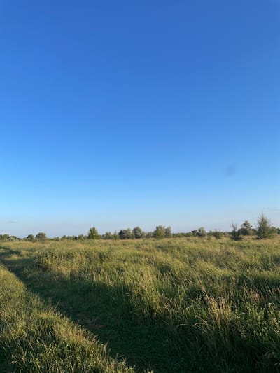 The image depicts a landscape scene in Shkyli, Ukraine. The composition is divided into two distinct halves. The left side is dominated by a vast, clear, bright blue sky, suggesting a sunny day. There is a faint, dark circular anomaly visible in the sky. The right side of the image features a field of tall, green grass, with some dry stalks interspersed, giving it a textured, windswept appearance. A line of trees and shrubs runs along the horizon, marking the transition between the field and the sky. The trees are varied in size and density, with some appearing fuller than others. The lighting suggests it is daytime, possibly late morning or early afternoon, given the brightness of the sky and the way light falls on the grass. There are no people or specific objects visible in the frame, focusing solely on the natural environment. The overall mood conveyed is one of open space and natural tranquility. The image is oriented vertically, with the horizon running across the middle of the frame.