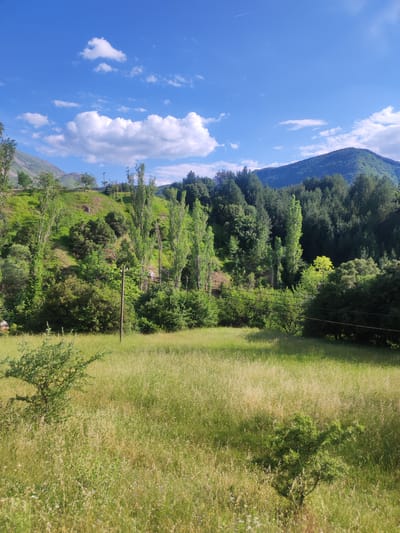 The image depicts a scenic view of a grassy field in the foreground, with a line of tall, slender trees and a hillside covered in dense greenery and scattered trees in the middle ground. In the background, a large, tree-covered mountain rises under a bright blue sky with scattered white clouds. A single utility pole with power lines is visible in the middle ground. The overall impression is one of a tranquil, natural landscape.