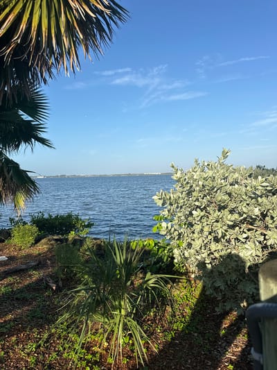 This media file depicts a sunny day scene at Melbourne Beach, USA. The image is oriented vertically, showcasing a waterfront view. The foreground features lush green palm fronds on the left and dense vegetation on the right, with a brown, textured ground cover of leaves and small plants. In the middle ground, a vast expanse of shimmering blue water stretches towards the horizon. The water exhibits gentle ripples, suggesting a calm to moderate breeze.

The background is dominated by a clear, bright blue sky with a few wispy white clouds scattered across it. On the far horizon, a faint line of buildings or structures can be seen along the coastline, indicating a populated area. The sunlight casts distinct shadows from the vegetation, particularly on the ground on the right side of the image, suggesting it is likely morning or late afternoon, with the sun at an angle.

There are no people or specific objects that are the primary focus, beyond the natural elements of plants, water, and sky. The overall mood conveyed is peaceful and serene, typical of a beachside environment on a clear day. The presence of palm trees and dense green foliage strongly suggests a tropical or subtropical location. No visible text is present in the image.