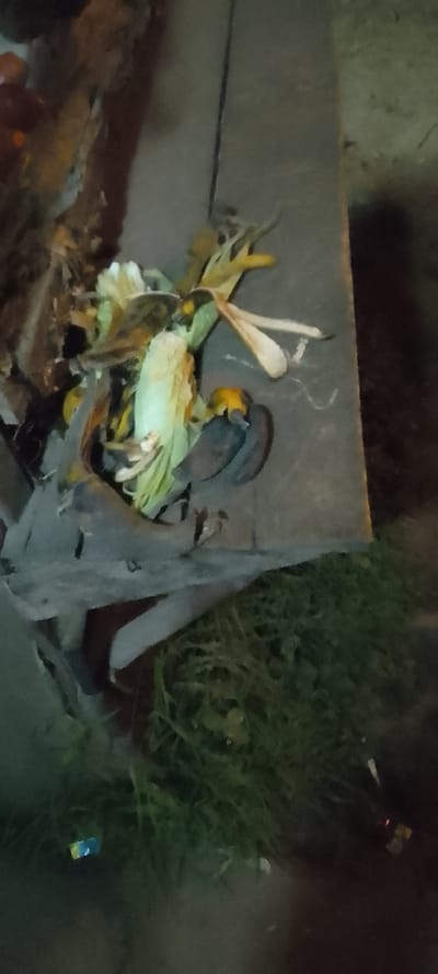 A pile of corn husks, including some corn, sits on a gray concrete ledge next to a patch of green grass. The scene is dimly lit, suggesting it's taken at night. Some wooden debris is visible near the corn, and a small piece of trash is discernible within the grass. The overall impression is of discarded organic matter near a roadside or urban edge.