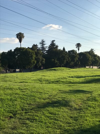 A vibrant green field slopes uphill, contrasting with the darker foliage of trees lining its edge. Power lines stretch across a bright blue sky with a small, wispy cloud. Two palm trees punctuate the skyline, one near the power lines and the other close to the treeline. The scene captures a juxtaposition of natural and man-made elements in a sunny, outdoor setting.