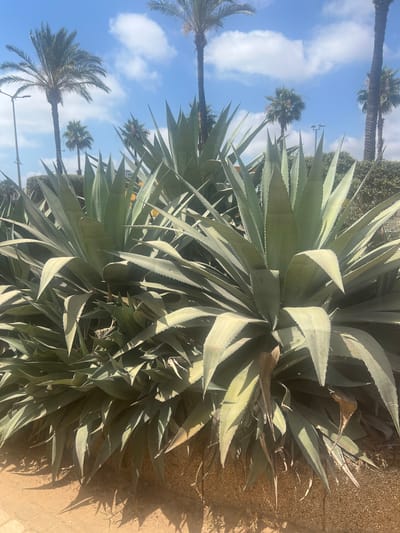 This is a photograph taken outdoors, with the camera oriented vertically. The main subject is a large, mature agave plant, characterized by its thick, fleshy, spear-shaped leaves. The leaves are a pale green to blue-green color, and many of them are sharply pointed and have serrated edges. The plant appears dense and robust, with its leaves fanning out from a central base.

In the background, there are palm trees, some appearing tall and slender with visible trunks, and others appearing shorter and fuller. The sky is bright blue with scattered white clouds, suggesting it is daytime, likely late morning or early afternoon due to the strong shadows cast by the plants. The ground surrounding the agave plant is a light brown, sandy or gravelly texture. There's also a hint of a paved surface or walkway visible to the right.

The scene evokes a sense of a warm, sunny climate, consistent with the location context of Or Akiva, Israel. There are no people visible in the image, nor any text. The overall mood is peaceful and natural, highlighting the hardy beauty of the desert-like flora. The lighting creates strong contrasts, with parts of the agave plant brightly lit and others in deep shadow.