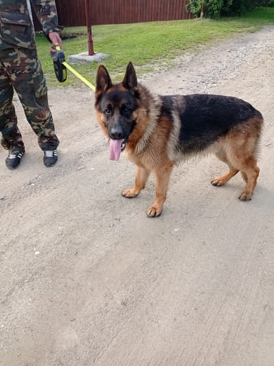 A person in camouflage pants and black sneakers stands to the left, holding a yellow retractable leash attached to a German Shepherd. The dog, facing the camera, has its tongue hanging out and appears alert. The setting is an outdoor dirt path with scattered gravel, leading towards a wooden fence in the background. To the left of the fence, a patch of green grass and some trees are visible. The overall scene suggests a casual walk in a rural or suburban area. The lighting indicates it is daytime, with no strong shadows suggesting it could be midday or overcast.