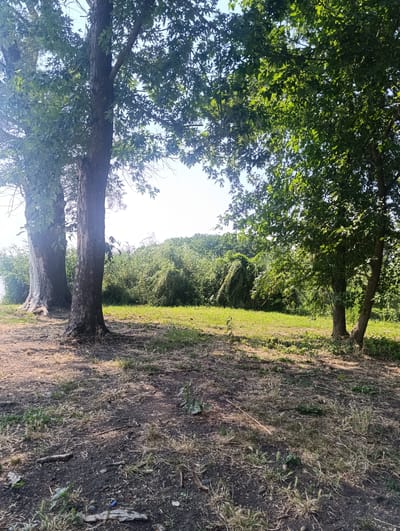 The image depicts a sunny outdoor scene in the city of Zaliznyi, Russia, featuring a natural landscape with trees and vegetation. In the foreground, the ground is covered with dry grass, soil, and small twigs. Two large trees with rough bark stand prominently. The tree on the left has a lighter, partially peeling bark, while the tree on the right has darker bark. Their branches extend upwards, covered in green leaves, casting shadows on the ground.
In the middle ground, a grassy area is visible, leading to a dense thicket of green bushes and trees. The foliage is lush and varied, with some plants appearing vine-like and covering others. The background shows more trees and vegetation, creating a sense of depth. The sky is bright and clear, suggesting a warm day. There are no people or animals clearly visible in the image. The overall impression is one of a natural, somewhat overgrown outdoor space, likely a park or undeveloped area within Zaliznyi.