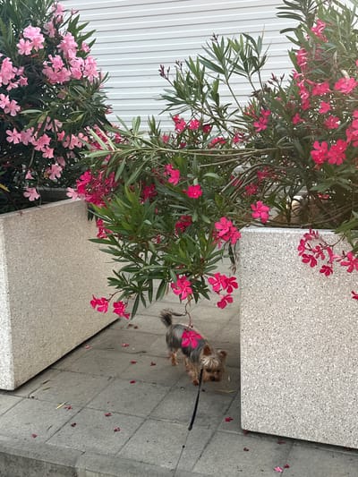 A small Yorkshire terrier, wearing a pink accessory on its back, walks on a tiled pathway next to large, light-colored concrete planters overflowing with pink and dark pink oleander flowers. The flowers have fallen and are scattered on the ground. The background features a white, horizontally-paneled wall. The scene is set in the city of Razdolnoye, Russia.