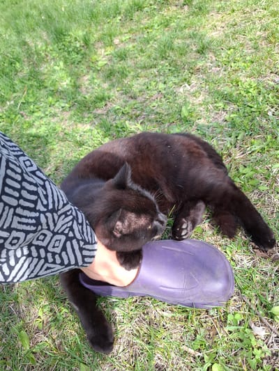 An overhead, close-up shot captures a black cat lying on its back and side on a grassy surface, engaged in an interaction with a person. The setting is outdoors, under bright daylight, suggested by the shadows and vibrant green of the grass, which also shows some sparser, drier patches. This scene takes place in Khlevnoye, Russia.
The black cat, with a slight reddish-brown sheen to its fur in the sunlight, is positioned with its belly exposed, one leg extended, and paws with visible claws resting on the ground. Its head is tilted upwards, looking towards a person's hand which is gently placed near its head and neck. The cat appears relaxed and affectionate, possibly being petted. Next to the cat's head and the person's hand is a distinct, deep purple rubber boot.
The person's arm is visible from the elbow down, covered by a long-sleeved garment featuring a prominent black and white geometric or tribal pattern. The composition suggests an intimate moment between the person and the cat. There is no visible text in the image.