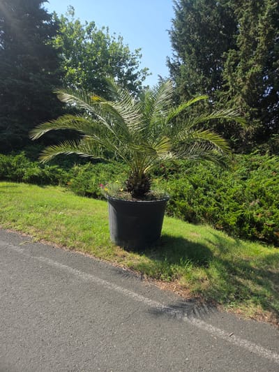 A potted palm tree stands on a grassy embankment next to an asphalt road. The palm tree is in a large black plastic pot and has green fronds. There are small pink and yellow flowers growing in the pot. The grassy embankment is sloped and extends behind the palm tree, transitioning into a dense green hedge. In the background, tall evergreen trees create a dark, shadowy backdrop against a clear blue sky. The scene appears to be in an outdoor setting, possibly a garden or park area. The photograph was taken in the city of Dyuni, Bulgaria.