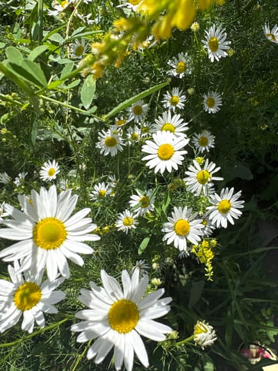 A close-up, high-angle outdoor shot captures a cluster of white daisies with bright yellow centers, some in full bloom and others as buds. The daisies are nestled amongst lush green foliage, with a hint of yellow wildflowers and thin, wispy green stems adding texture and color to the scene. The lighting suggests a sunny day, casting subtle shadows and highlighting the delicate petals. The image appears to be taken in a natural setting, possibly a meadow or garden, with no people or man-made structures visible. The location is identified as Orsk, Russia.