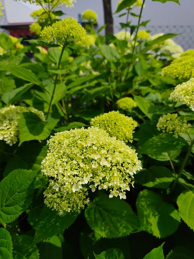 This media file is a close-up, vertical shot of a cluster of light green hydrangeas in full bloom. The flowers are dense and spherical, with many small individual florets. They are set against a backdrop of lush, dark green leaves that are dappled with sunlight, creating a sense of depth. In the background, slightly out of focus, are more hydrangea blooms and foliage, suggesting a garden setting. Beyond the plants, a blurred fence and a building with a red element can be seen, offering hints of the surrounding environment. The lighting suggests it is daytime, likely with bright sunlight given the strong shadows cast on the leaves. The overall impression is one of natural beauty and a vibrant, healthy garden. The location context provided is Bornheim, Germany. There is no visible text in the image.