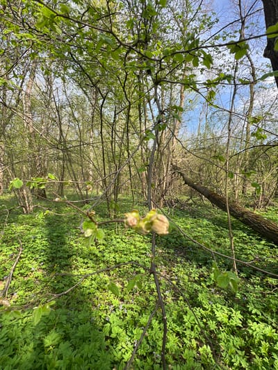 The image shows a forest scene in Il'inskaya Polyana, Russia. The perspective is looking upwards through the branches of trees just beginning to leaf out. A thick carpet of green ground cover extends across the forest floor. A fallen tree trunk lies across the ground. The sky is visible through the branches.