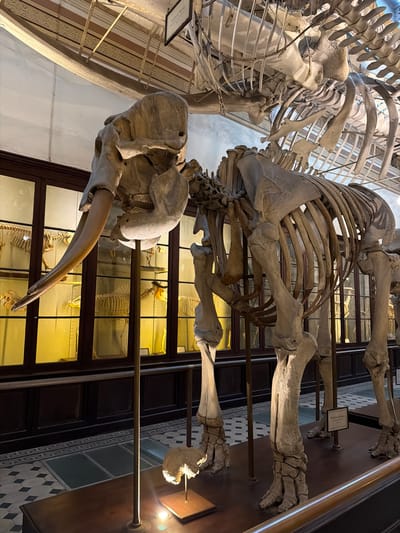 The image depicts a partial view of two large animal skeletons, presumably mammals, suspended in what appears to be a museum exhibit. The skeletons are primarily composed of bone and are articulated in a manner suggesting a life-like pose. One skeleton, prominently featuring a large tusk, is positioned closer to the viewer. Behind it, another skeleton, showing the rib cage structure and other skeletal elements, is partially visible.
The skeletons are mounted against a backdrop of dark wood-framed glass display cases that exhibit additional smaller skeletons and skeletal remains. The setting implies an exhibit on comparative anatomy or paleontology.
The scene appears to be inside the Museo de La Plata in La Plata, Argentina, a well-known natural history museum.