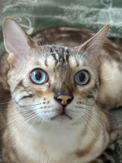 A close-up, head-on shot focuses on the face of a domestic cat. The cat has striking blue eyes with dark pupils, a light brown nose, and prominent white whiskers. Its fur is a mix of light tan and brown with distinct tabby markings around its eyes, forehead, and cheeks. The background is a textured green surface, possibly a blanket or carpet, with a subtle pattern. The image is taken indoors, and there is no indication of the city of Gornyi Erik, Russia.