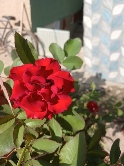 In the city of Urabashi, Uzbekistan, a close-up shot features a vibrant red rose in full bloom, its petals tightly furled and displaying deep crimson hues with darker edges. The rose is positioned on the right side of the frame, with its thorny stem and serrated green leaves occupying the foreground. In the mid-ground, another smaller red rose is visible, partially obscured. The background consists of a textured wall on the left, casting a shadow, and a wall adorned with a repeating pattern of white and blue leaf-like motifs on the right. A bicycle's wheel and frame are faintly visible in the upper left corner, and a white radiator is present in the mid-background. The lighting suggests a bright, sunny day.