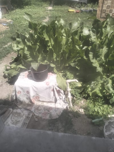 In the city of Qarabulaq, Kazakhstan, a scene unfolds featuring lush, overgrown vegetation. Dominating the mid-ground is a large cluster of broad-leafed plants, their leaves a vibrant green. To the left, a makeshift table is draped with a floral-patterned cloth, supporting a dark pot. A white pipe with an L-shaped end is visible to the right of the pot, emerging from the greenery. The ground is a mix of dirt and sparse vegetation. In the background, a mosaic-tiled wall can be seen, along with some discarded items like a yellow basin and a tire repurposed as a planter. The overall impression is one of a slightly neglected, natural outdoor setting.