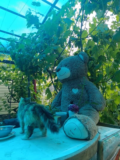 A fluffy, multi-colored cat stands on a white surface, facing away from the camera and looking up. To the right, a very large, gray teddy bear sits with its legs crossed and its right paw resting on its lap. The bear has a white heart stitched onto its chest. In front of the bear's paw, a small bouquet of purple flowers in a white cup is visible, as well as a white bucket. A stuffed paw with the words "I love you" printed in red is also on the surface. The scene appears to be outdoors, under a blue tarp that is supported by a metal frame and covered with green vines. In the background, a light-colored, horizontal siding wall of a building is visible. The overall setting suggests a backyard or garden area in Ostrogorka, Russia, possibly a rural or suburban location given the presence of vines and the building's siding.
