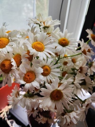 A close-up, eye-level shot features a dense bouquet of white daisies with bright yellow centers. The flowers are arranged in a vase, partially visible at the bottom of the frame, and are positioned in front of a window with diffused natural light. The background is blurred, showing hints of the outdoors and window blinds. The daisies are the primary subject, filling most of the frame with their white petals and yellow disks. The overall impression is of a bright, cheerful display of flowers. There are no people or specific actions depicted. The image is likely taken indoors, possibly in a home setting.
