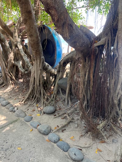 A large banyan tree with exposed, thick roots dominates the foreground of the image. Hanging aerial roots are visible, some extending down to the sandy ground. Behind the tree, a large, blue, circular object, possibly a tire or a decorative element, is partially visible. A concrete path lined with smooth, gray stones runs along the left and bottom edges of the frame, leading away from the tree. The ground around the tree is sandy with scattered fallen leaves. In the background, glimpses of a structure with a thatched roof and a person can be seen, suggesting an outdoor, possibly recreational or historical site. The lighting indicates daytime, with sunlight filtering through the tree's canopy. The scene is located in the city of Ninh Ích, Vietnam.