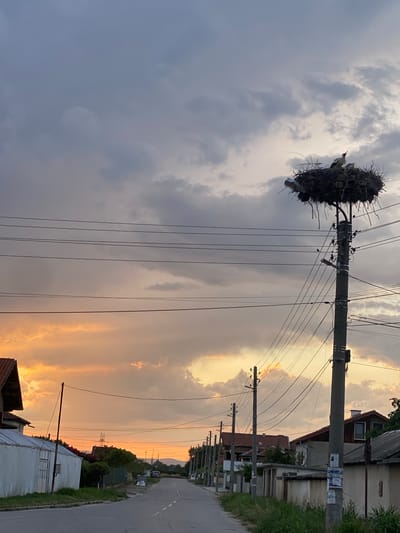 In Miriantsi, Bulgaria, a street scene unfolds at dusk. Overhead, a dramatic sky transitions from the soft hues of sunset on the left, with vibrant orange and yellow clouds, to a more somber, overcast grey on the right. Several power lines crisscross the frame, supported by concrete utility poles.

Dominating the upper right quadrant is a large stork's nest, perched precariously atop a utility pole. Within the nest, a young stork is visible, its beak open as if calling out. Another, smaller stork is also present in the nest. The nest itself is a substantial structure of twigs and branches.

Along the sides of the asphalt road, houses with pitched roofs are visible, some with visible architectural details like chimneys and windows. The road recedes into the distance, lined with more houses and vegetation. A single, thin pole with a wire extends from the left side of the road towards the center of the image, standing out against the dusky sky. The overall atmosphere is one of rural tranquility tinged with the dramatic beauty of an impending twilight.