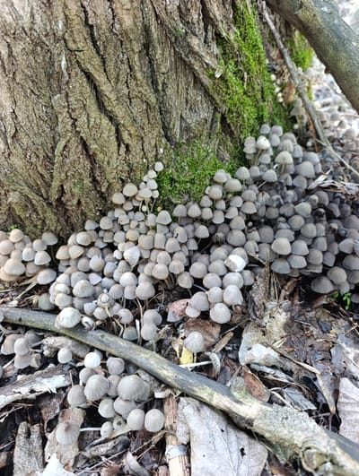 The image depicts a close-up view of a cluster of small, delicate mushrooms growing at the base of a large tree trunk. The tree trunk is rough and textured, with patches of vibrant green moss clinging to its surface. The mushrooms are densely packed, with thin stems and pale, conical caps. They are scattered across the forest floor, which is covered in fallen leaves and twigs. A fallen branch runs diagonally across the foreground, adding depth and texture to the scene. The lighting suggests an outdoor setting, likely a forest or wooded area. The location in Dimitrovskii, Russia is not discernible from the visual information provided in the image. There are no people or animals present, and no discernible actions or interactions occurring.