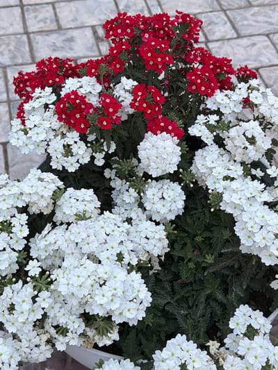 This media file shows a close-up, high-angle view of a planter filled with red and white verbena flowers. The flowers are clustered together, with the red flowers dominating the left side of the planter and the white flowers filling the right. The planter itself is not fully visible, but a portion of a white ceramic pot can be seen on the right edge.

The background consists of a grey tiled surface, likely a pathway or patio, with a repeating rectangular pattern. The lighting suggests it is daytime, with no specific indications of time of day or weather conditions. The setting appears to be an outdoor area, possibly a garden, balcony, or public space in Çolpon-Ata, Kyrgyzstan, given the location context. The image focuses solely on the flowers and the immediate surroundings, with no people or animals present. The mood is tranquil and focused on the natural beauty of the flowers. There is no visible text in the image.