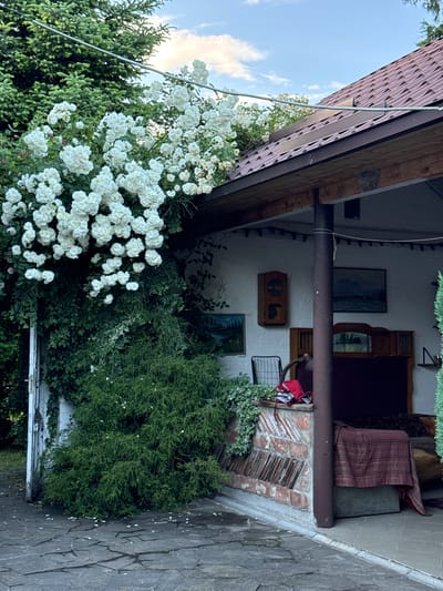 The image depicts an exterior view of a covered porch or outdoor living area, potentially located in Alagir, Russia, given the context. Lush white roses are heavily draped over an evergreen tree and cascade down the side of a white building. The porch roof is made of reddish-brown tiles and supported by a wooden beam. Inside the covered area, the wall is white and adorned with two framed landscape paintings and a wooden clock. A dark-colored couch covered with a striped reddish-brown blanket is visible, along with a metal chair and a red bag. The ground in front of the porch is paved with irregular grey stone slabs. The overall scene suggests a tranquil, overgrown, and somewhat rustic outdoor space.