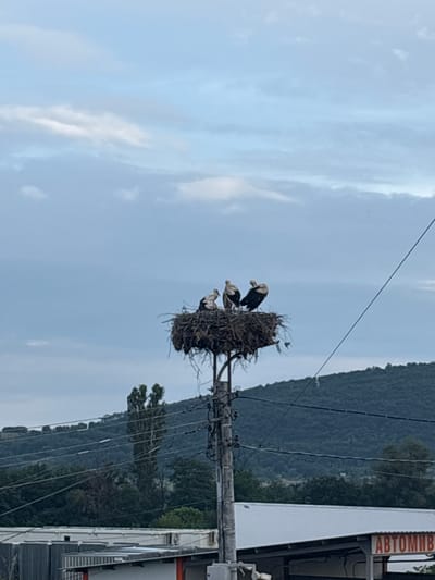 The image depicts a stork's nest situated atop a utility pole in the city of Strelcha, Bulgaria. The nest, constructed from twigs and straw, houses four storks. The storks are a mix of adult and juvenile birds, with their white and black plumage visible against the backdrop of a cloudy sky. The utility pole itself is made of concrete and is adorned with numerous wires and cables, indicating its function in providing electricity and communication services.
In the foreground, several structures are visible, including a building with a white roof and what appears to be a sign with Cyrillic lettering, possibly an advertisement for a car wash or auto service, as "ABTOM" is visible. This suggests the location is in a semi-urban or commercial area.
The background is dominated by a lush, green hillside, characteristic of the mountainous terrain surrounding Strelcha. The vegetation on the hill is dense, with a mix of trees and shrubs. The overall atmosphere of the image is one of a peaceful rural setting, with the storks' nest serving as a prominent focal point.