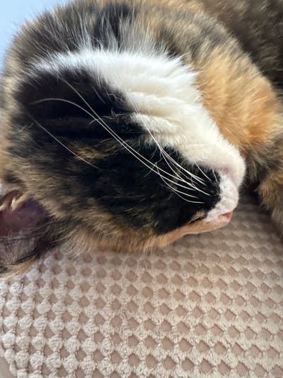 A close-up, eye-level, medium shot captures a calico cat sleeping on a textured, light-colored surface. The cat's head is tilted downwards, with its eyes closed, and its nose is slightly pink. Its fur exhibits patches of black, white, and orange. White whiskers extend from its muzzle. The background consists of a tightly woven, textured fabric, possibly a blanket or cushion. There is no indication of the location within the city of Chuguyevka, Russia.
