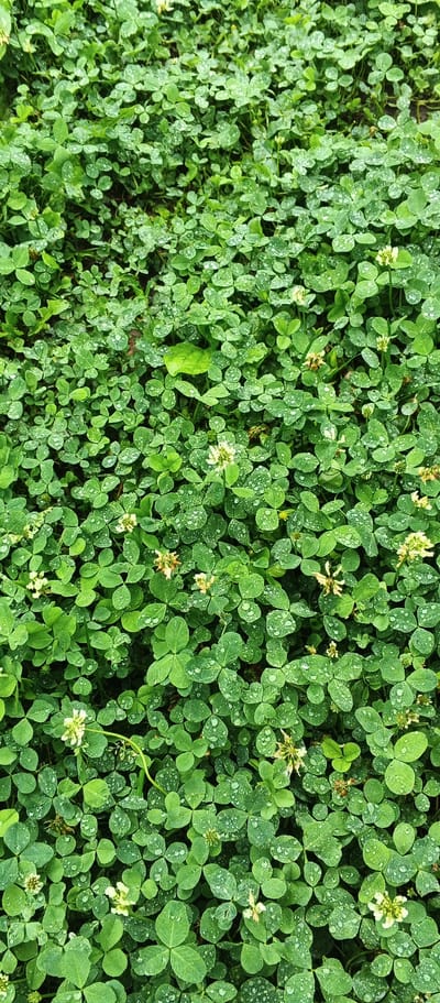 A close-up, overhead view of a dense carpet of lush green clover plants is shown. The clover leaves are varied in size and shape, with some appearing as individual leaflets and others forming the characteristic three-leaf clusters. Numerous water droplets glisten on the surface of the leaves, suggesting recent rain or dew. Scattered amongst the clover are a few small, pale yellow and white flowers. The background is a blur of more green foliage, indicating the plants continue beyond the frame. The scene is static and captures a natural ground cover, likely in a park or a natural setting within the city of Подгорное, Russia. There are no people or animals visible in the image.