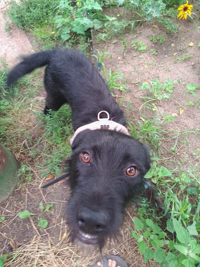In Solonytsivka, Ukraine, a black dog with amber eyes is positioned in the center of the frame, looking upwards and slightly to the right. The dog's head is in the foreground, filling the lower portion of the image, with its body extending upwards and to the left. The dog is wearing a pink collar with a silver D-ring. The environment consists of dry, sandy soil interspersed with patches of green grass and plants. In the background, on the right side of the image, a single yellow flower with a dark center is visible. The overall lighting suggests an outdoor setting during daylight.