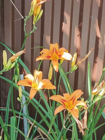 This is a close-up, vertical, outdoor photograph of orange daylilies with green foliage. The flowers are in various stages of bloom, with some fully open and others as buds. The background is a brown, corrugated fence, which casts striped shadows from an unseen light source. There are no people visible in the image. The scene appears to be a garden or yard in Sokhumi, Abkhazia.