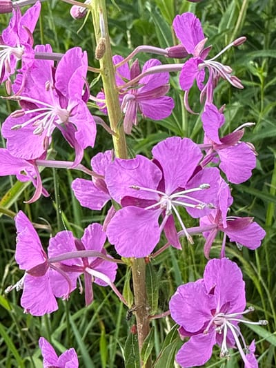 The image shows a close-up view of several pink fireweed flowers in bloom, with their delicate petals and prominent stamens. The flowers are clustered on a central stalk, surrounded by lush green foliage. The background is softly blurred, suggesting an outdoor environment. The location is described as Verkhne-Pozim', Russia. There are no people or animals visible in the image. The scene is static and peaceful, capturing the natural beauty of the flowers in their habitat.