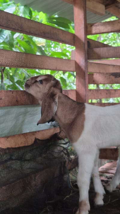 A young goat, predominantly white with brown markings on its head and neck, stands inside a wooden enclosure. The goat is facing to the left, looking upwards and to the side. The enclosure is constructed from rough wooden planks and beams, with gaps allowing a view of green foliage and leaves outside. The ground within the enclosure appears to be covered with dry grass or hay, and a black mesh net is visible in the lower left corner, partially obscuring the goat's lower body. The overall setting suggests a rural or farm environment. The image does not provide any specific indicators of its location within the city of Mee, Indonesia.