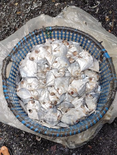 A blue basket brimming with silver fish, likely pomfret, fills the frame. The fish are tightly packed, displaying their distinct diamond shapes and prominent eyes. A translucent plastic sheet lines the basket and spills onto a dark, wet surface beneath. The overall scene presents a fresh catch ready for sale or consumption. A human toe is barely visible in the lower left corner.