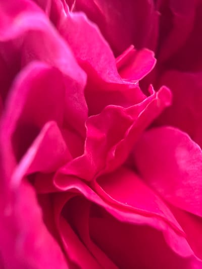 The image is an extreme close-up, macro photograph of a pink flower petal. The petal is folded and creased, with soft, flowing curves. The lighting creates highlights and shadows, emphasizing the texture and depth of the petal. There are no people, objects, actions, interactions, or environmental details visible that would indicate a location in Папярнянскі сельскі Савет, Belarus, or any other specific geographical place.