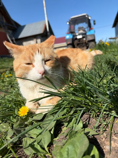 A medium shot, taken at ground level and rotated clockwise, depicts a ginger and white cat resting amongst grass and a dandelion. The cat is lying with its head tilted, eyes closed, and paws relaxed. Its fur is mostly ginger, with white markings on its face and chest. A dandelion blooms nearby, its yellow petals contrasting with the green grass. Beyond the cat and grass, a blue tractor is partially visible against a backdrop of a clear, blue sky. In the background, a building with a red roof is visible to the left of the tractor. The location is in the city of Кемуль, Russia.