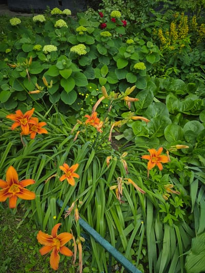 An overhead shot captures a lush garden with blooming orange daylilies in the foreground, their vibrant petals contrasting with the deep green foliage. Behind them, a dense bed of hydrangeas displays clusters of pale green florets, interspersed with red roses. To the right, a splash of bright yellow flowers adds another layer of color to the scene. The garden is located in Lobnya, Russia, with a hint of a dark gray wooden structure visible in the background. The overall impression is one of natural beauty and vibrant life.