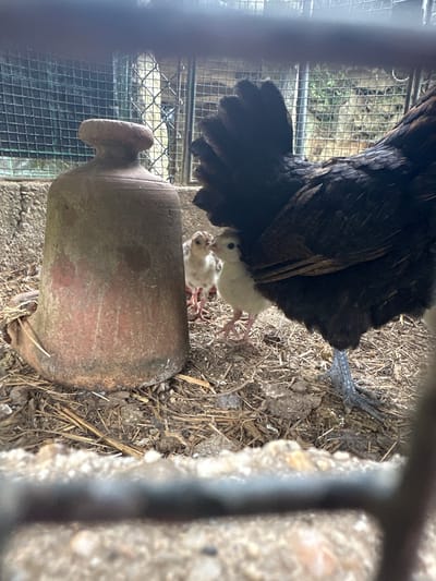 A medium shot depicts a black hen with a white chick underneath, presumably in the city of Amarante, Portugal. The hen is mostly black, with some brown feather tips, and is standing on straw and dirt. Underneath the hen, at least one white chick is visible. In the foreground, there's an old, weathered clay pot. The scene is partially obscured by a wire mesh fence and a weathered, light-colored concrete or stone structure. The lighting suggests an outdoor daytime environment.