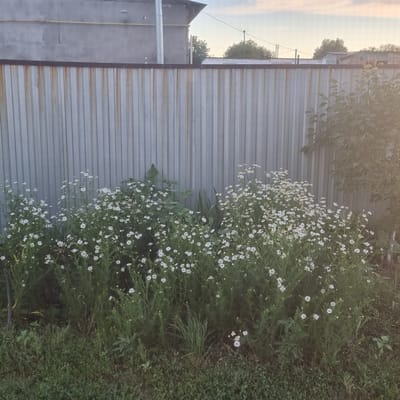 This is an outdoor, vertical, eye-level shot of a bush with small white flowers next to a corrugated metal fence. The fence is gray with some rust streaks and runs along the left side of the image. The bush, with its numerous small white and yellow-centered flowers and green foliage, occupies the right side of the frame, spilling over the fence in some areas. The setting appears to be a yard or garden in Ақкемер, Kazakhstan. The lighting suggests it is either early morning or late afternoon, with a hazy sky visible in the top left corner. The overall mood is peaceful and natural, highlighting the contrast between the man-made fence and the organic beauty of the flowers and greenery. There is no visible text in the image.